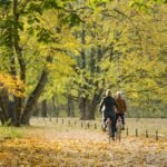 park, nature, cycling, bicycle, leisure, autumn, leaves, trees